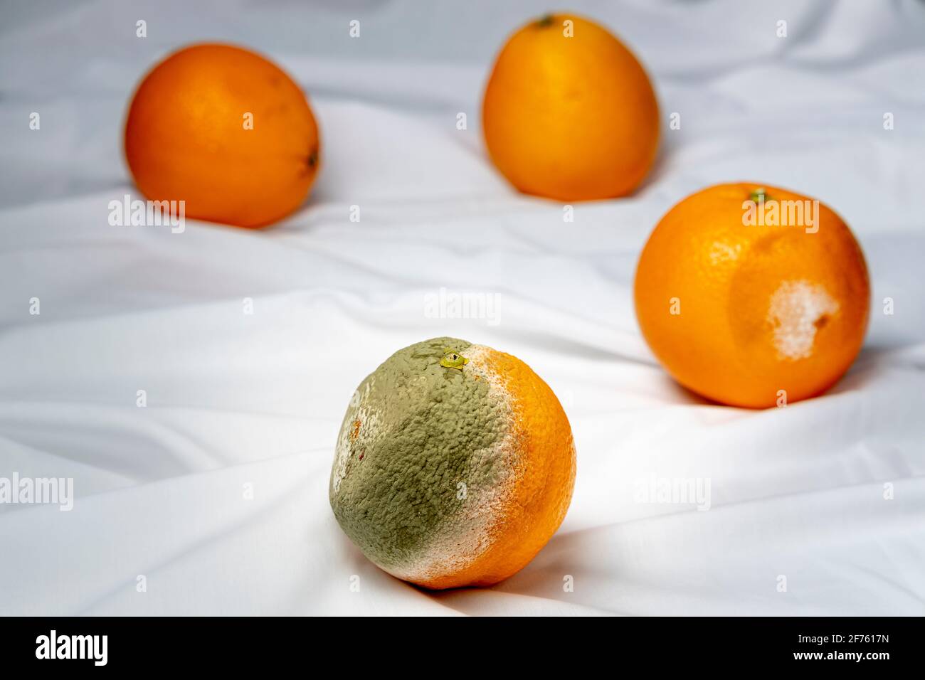 Agrume d'arancia marcio con muffa verde che cresce sul pelle Foto Stock