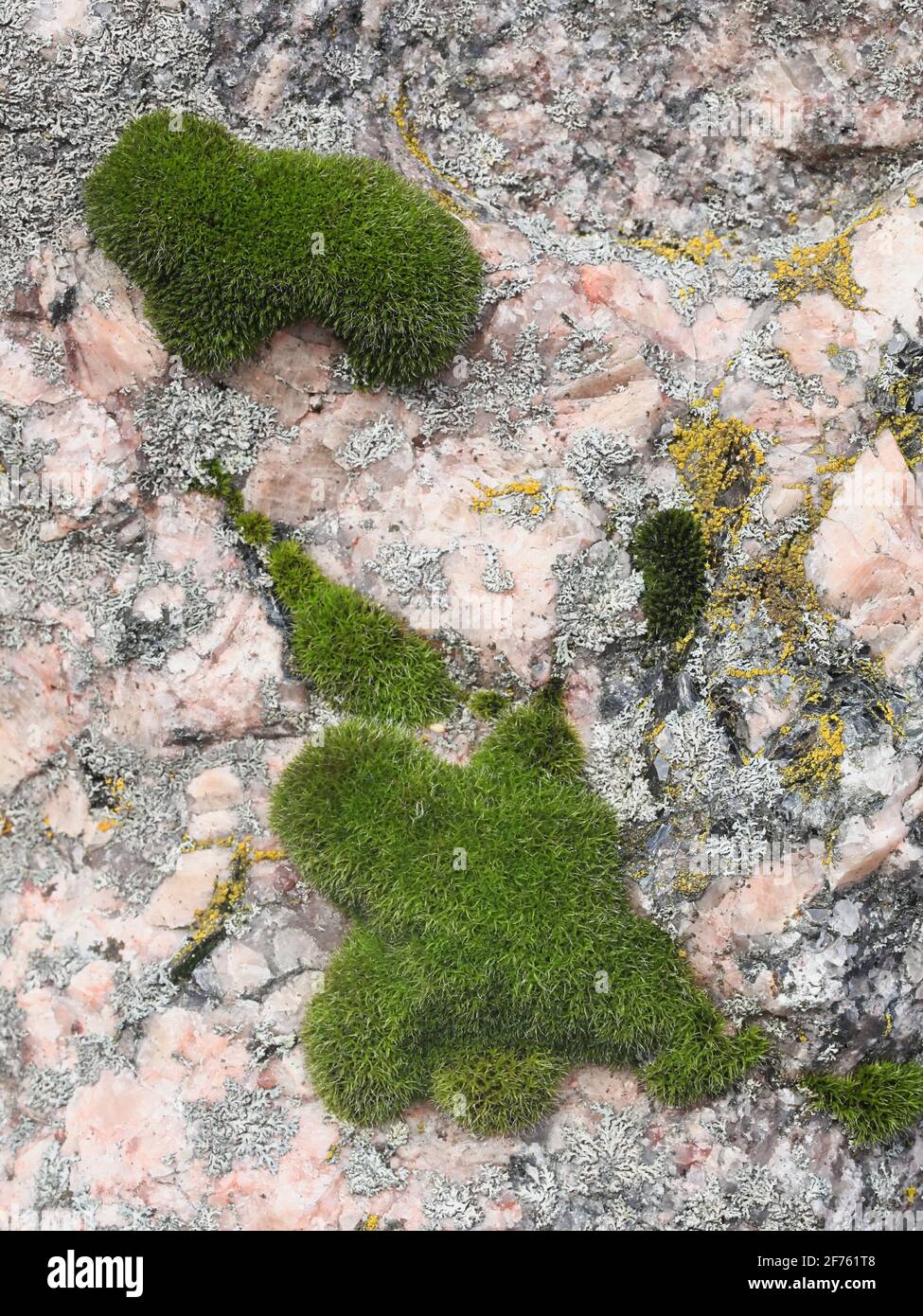 Grimmia muehlenbeckii, un muschio di roccia tufted dalla Finlandia senza un nome inglese comune Foto Stock