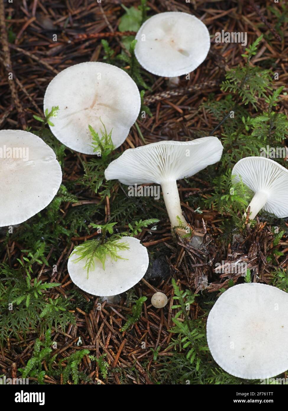 I candicani di Leucocybe, precedentemente i candicani di Clitocibe, un fungo della domecap dalla Finlandia senza un nome inglese comune Foto Stock