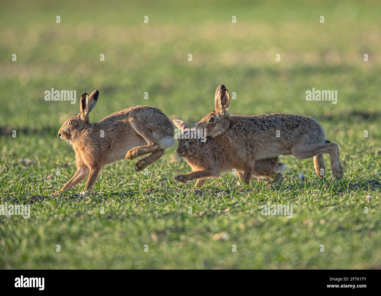 Three Mad Mares marzo , pugilato , baciare e inseguire attraverso gli agricoltori grano .Suffolk UK Foto Stock