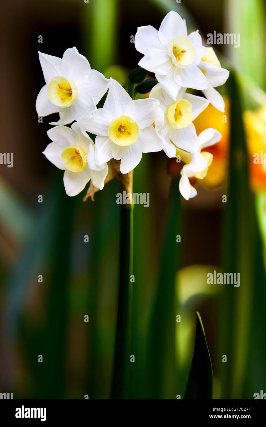 Narcissus 'Silver carillon' Foto Stock