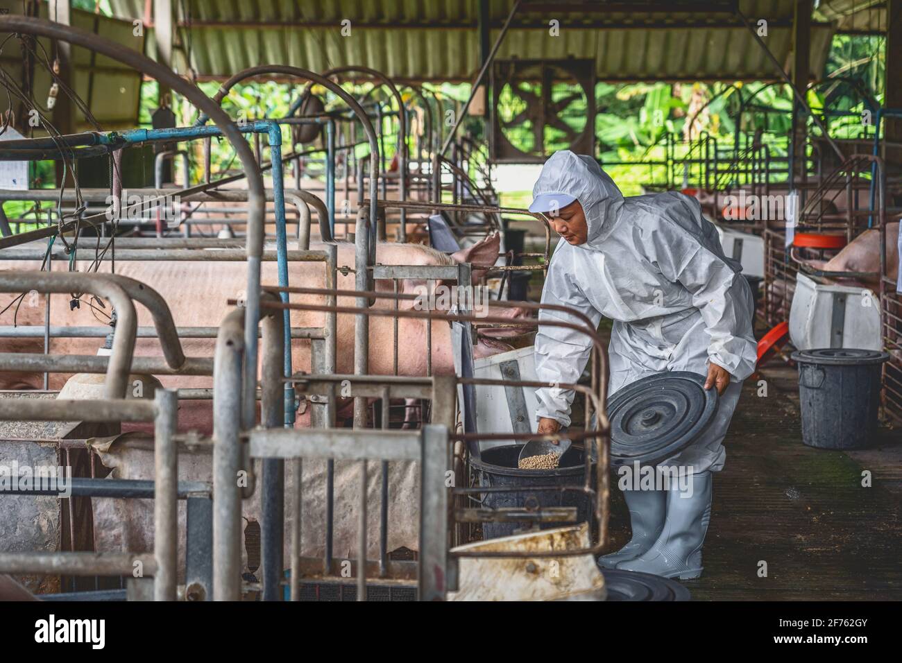 Veterinario asiatico che lavora e alimenta il cibo suino in allevamenti di porco, animale e industria di allevamento di suini Foto Stock
