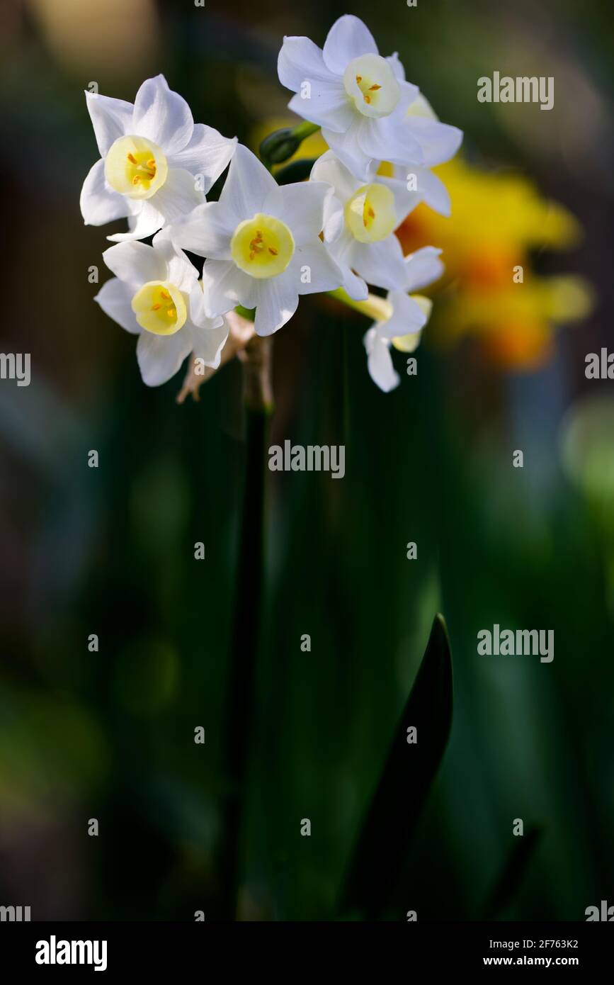 Narcissus 'Silver carillon' Foto Stock