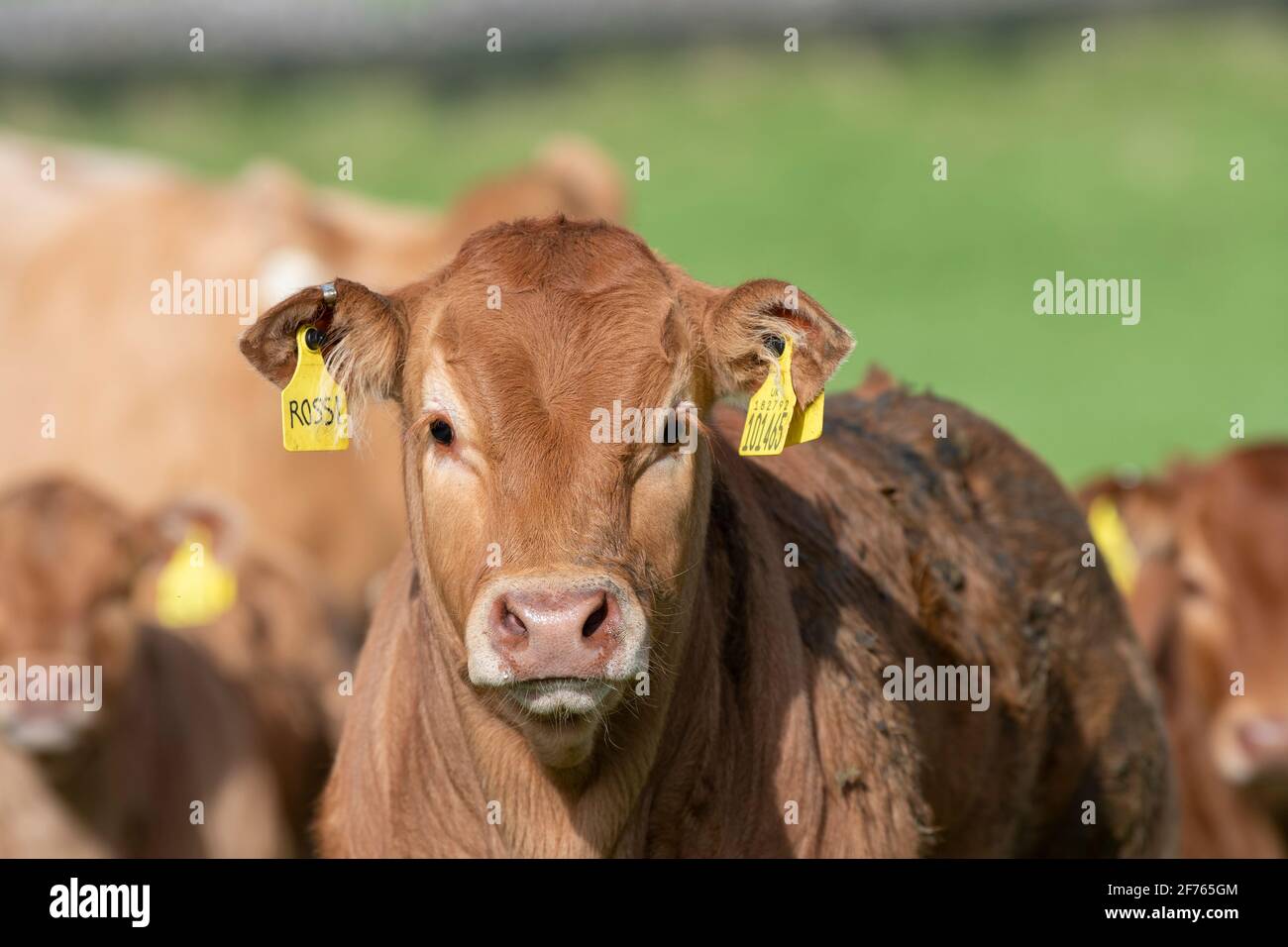 Mandria di giovani vitelli Limousin pedigree in pascolo, Lancashire, Regno Unito. Foto Stock