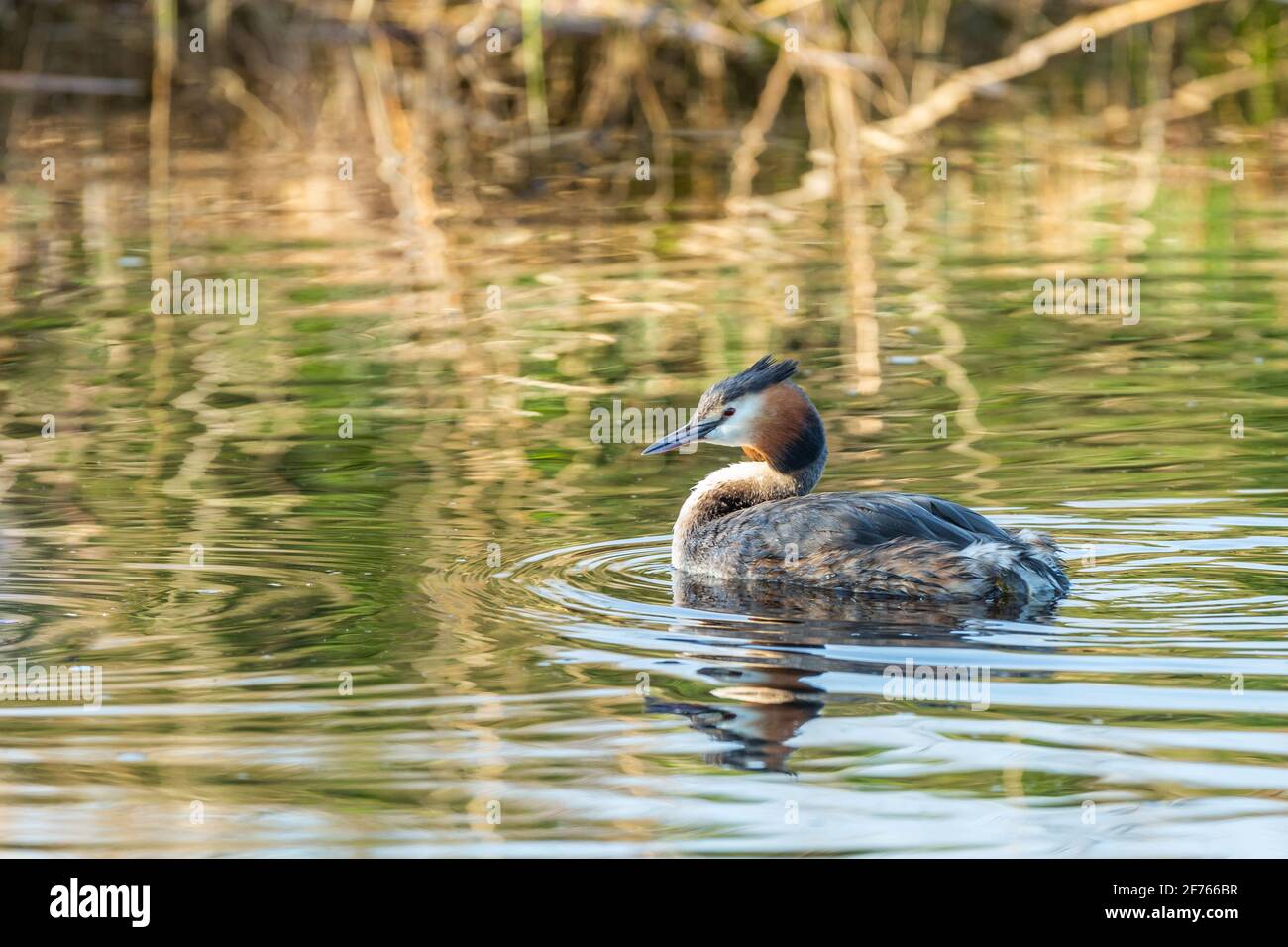 Grebe, Podiceps cristatus, in splendido piumaggio durante la stagione di accoppiamento in primavera, galleggiando tranquillamente nell'acqua increspata con ancora bagnata piumaggio da Foto Stock