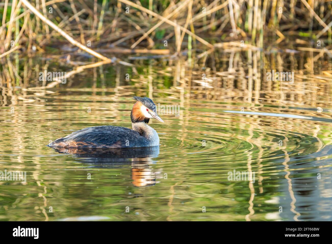 Grebe, Podiceps cristatus, in splendido piumaggio durante la stagione di accoppiamento in primavera, galleggiando tranquillamente nell'acqua increspata Foto Stock