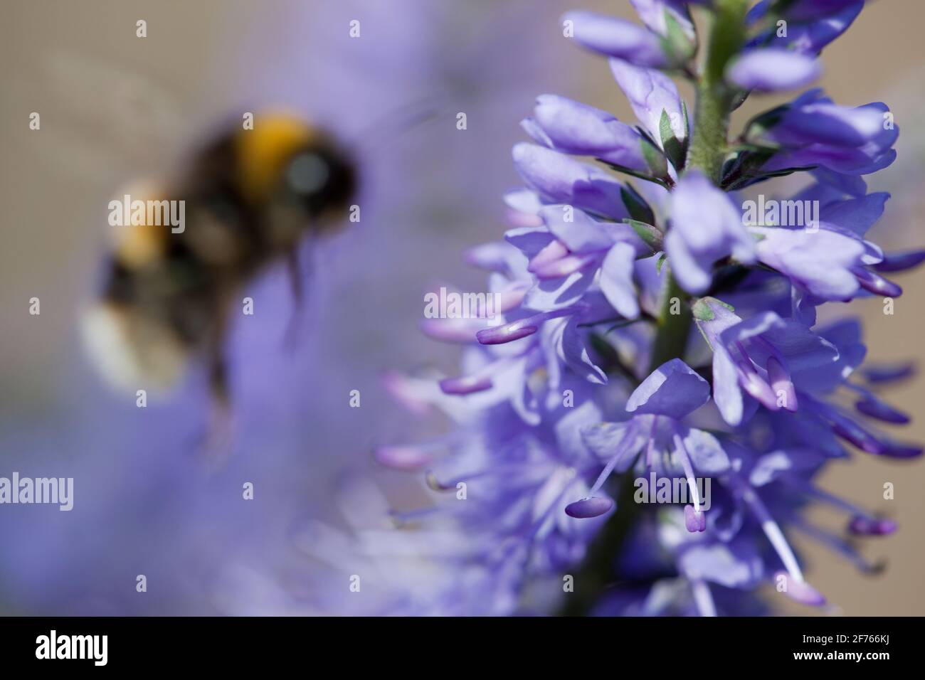 Bumblebee (specie di Bombus) che vola in fiore, con il fuoco morbido che suggerisce la scomparsa delle api, in declino, Regno Unito Foto Stock