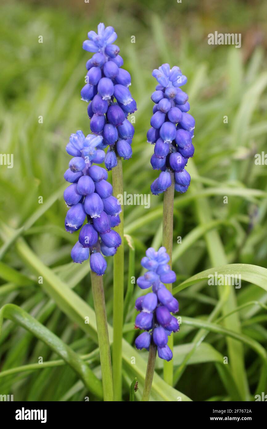 Giacinto di uva Muscari armeniacum Foto Stock