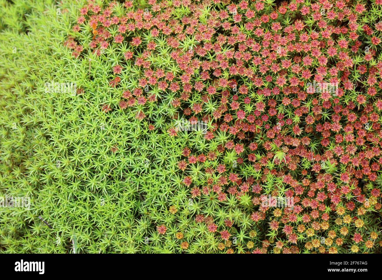 Juniper Haircap Moss - Polytrichum juniperinum germogli che trasportano la riproduzione maschile organi - l'antheridia rossa a forma di fiore Foto Stock
