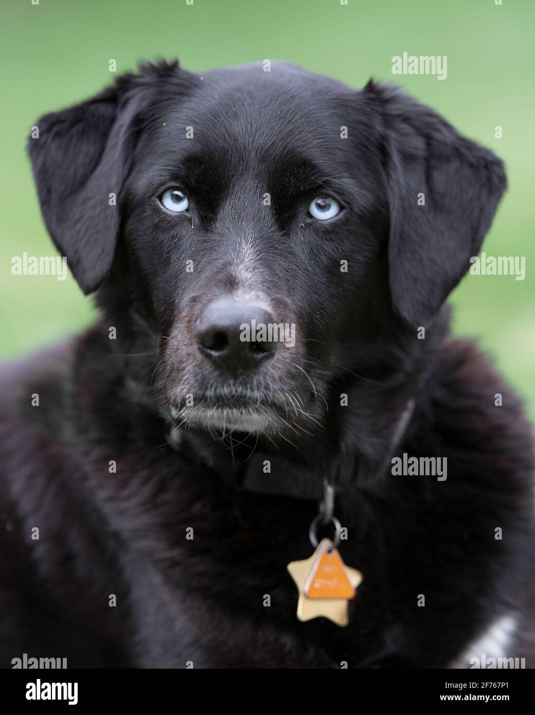 Black labrador Retriever razza mista cane da compagnia con occhi blu ritratto di primo piano Foto Stock