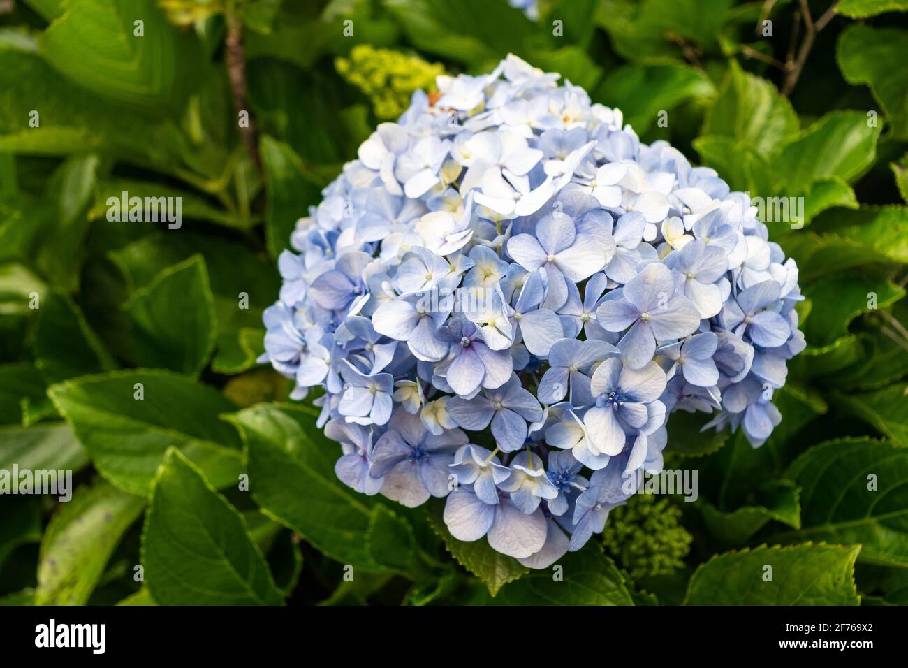 Un bel fiore blu Foto Stock