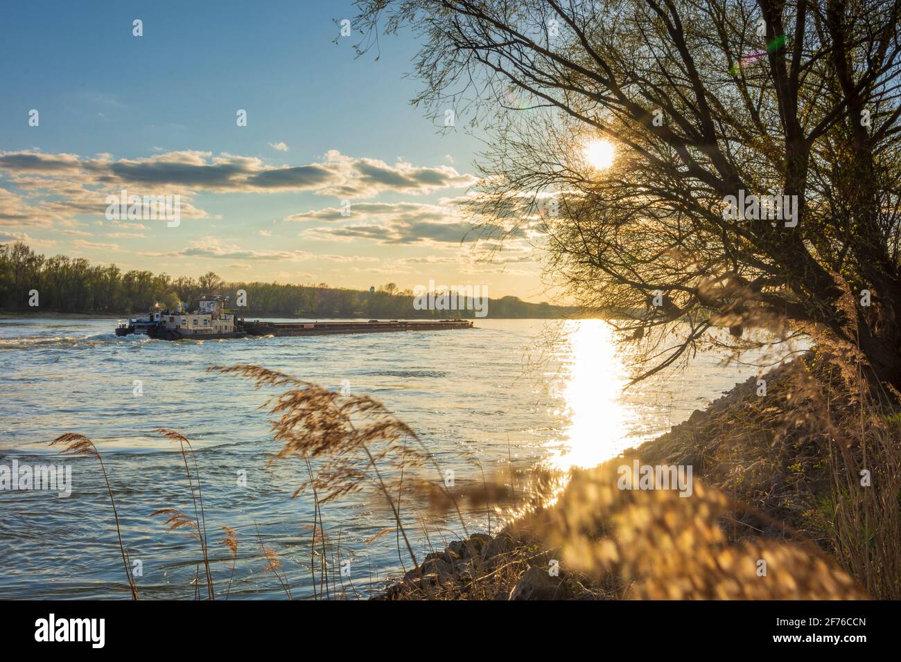 Nationalpark Donauauen, Parco Nazionale del Danubio-Auen: fiume Donau (Danubio), nave da carico a Donau, Niederösterreich, bassa Austria, Austria Foto Stock