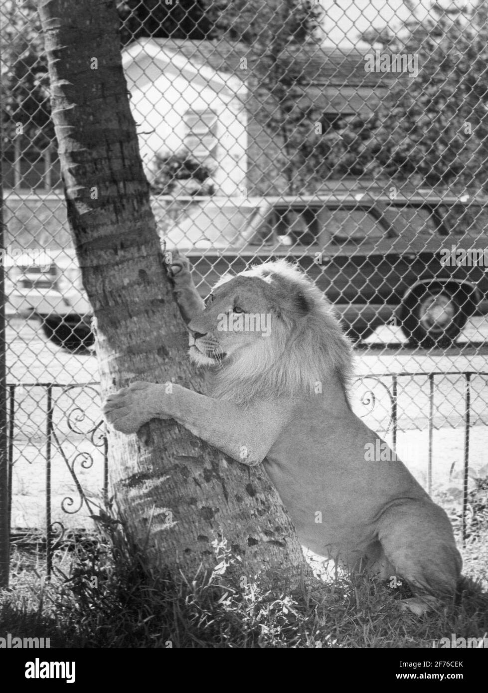 Di proprietà privata, leone prigioniero abbraccia una palma in una casa della Florida del Sud. Foto Stock