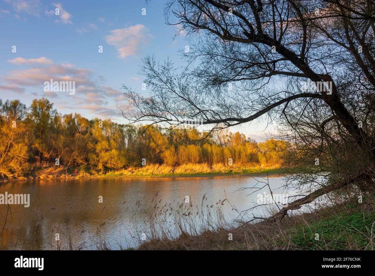 Nationalpark Donauauen, Parco Nazionale del Danubio-Auen: lago di oxbow Schönauer Altarm, alberi alla luce del sole a Donau, Niederösterreich, bassa Austria, Aust Foto Stock