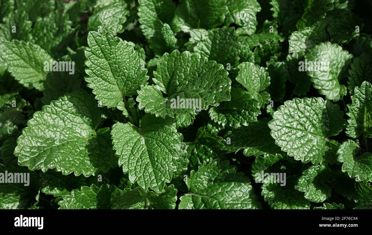 Uno sfondo naturale di fresche foglie di limone di primavera balm Foto Stock