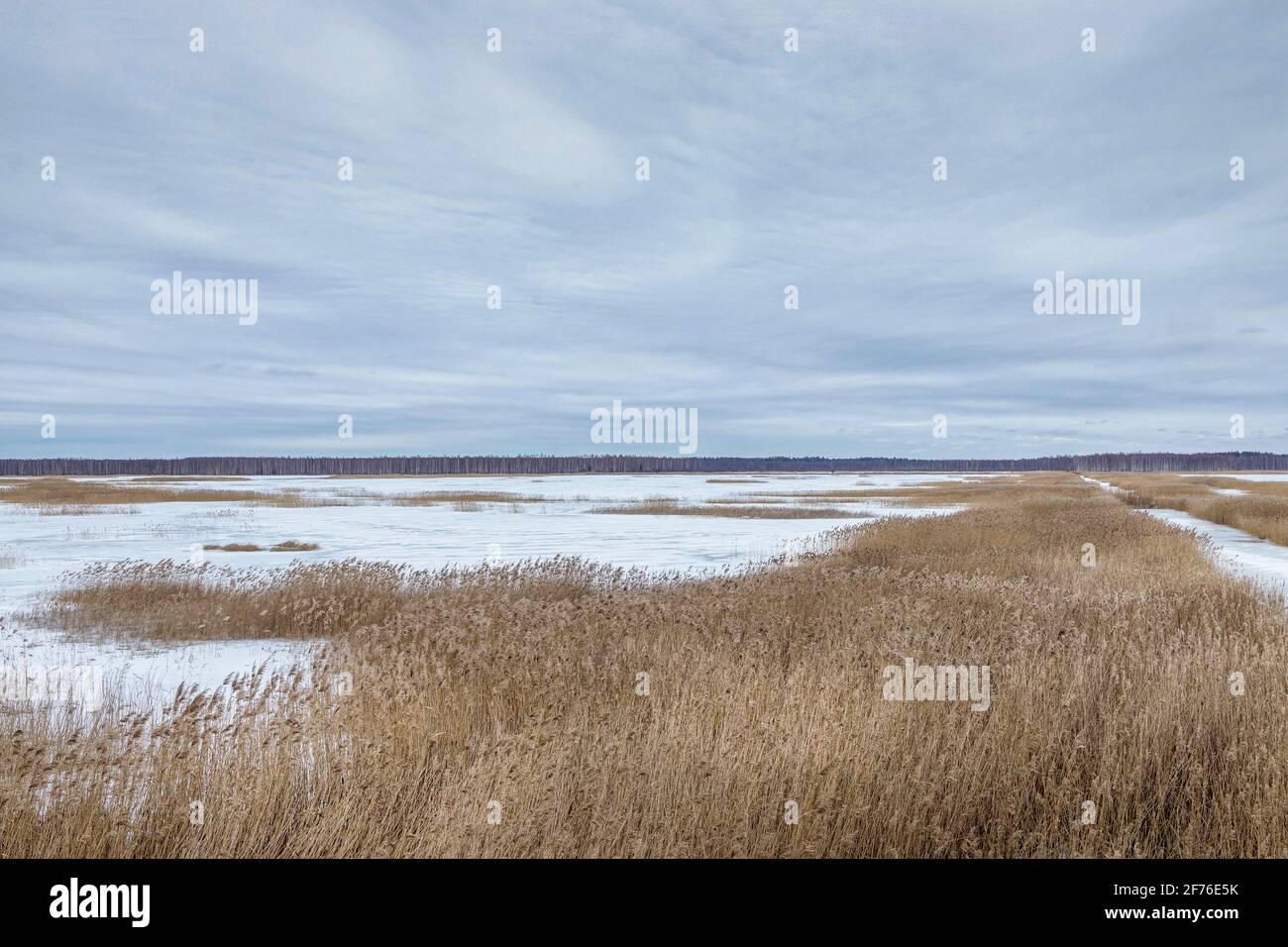 Paesaggio invernale con un lago di palude sviluppato. Foto Stock