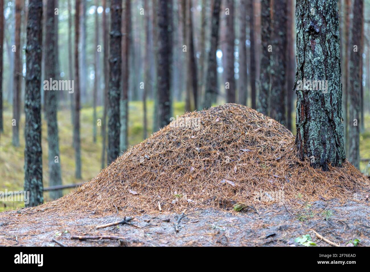 Grande ananthill nei boschi. Grande antrillo con colonia di formiche nella foresta Foto Stock