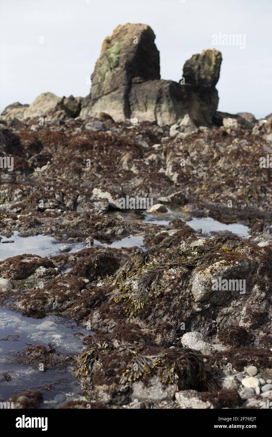 Formazioni rocciose rivelate con bassa marea presso la McVay Rock state Recreation Area di Brookings, Oregon. Foto Stock