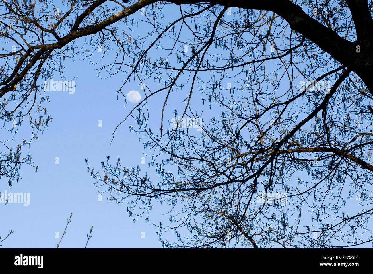 Luna vista attraverso rami di albero nel cielo di prima sera - STATI UNITI Foto Stock
