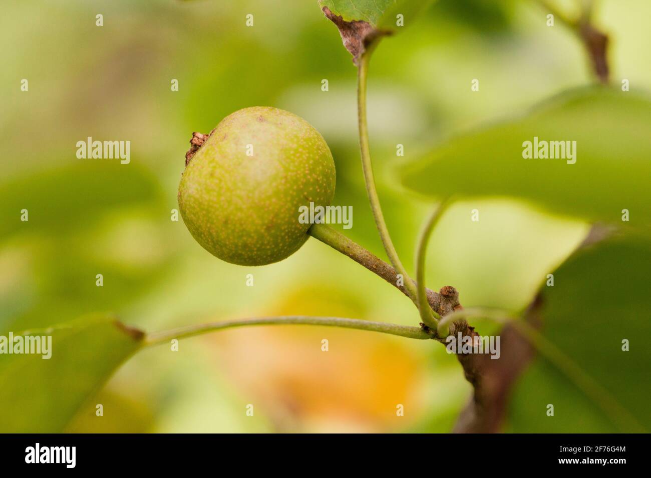 Pera asiatica (Pirus pirifolia) su ramo, primo piano - USA Foto Stock