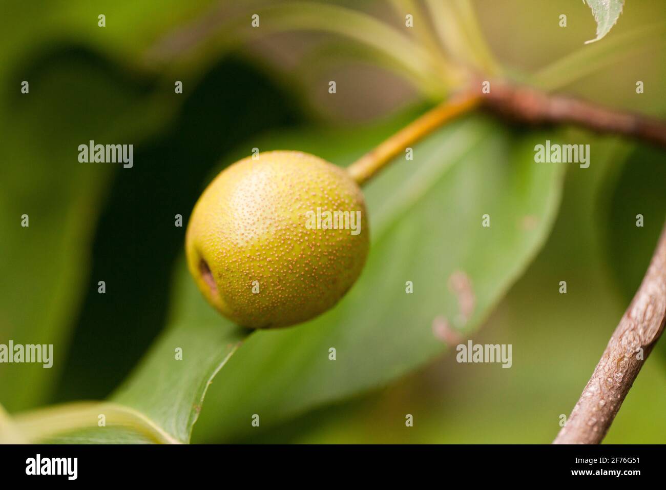 Pera asiatica (Pirus pirifolia) su ramo, primo piano - USA Foto Stock
