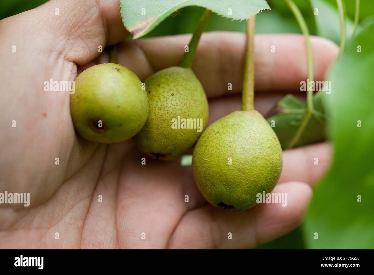 Giardiniere controllo condizione di frutti di pera asiatici (Pyrus pirifolia) su ramo, primo piano - USA Foto Stock