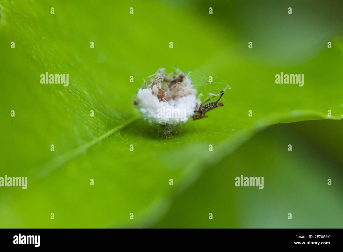 Fase larvale di un insetto di Lacewing (Chrysopidae), aka bug spazzatura, bug spazzatura, trasportando detriti sulla sua schiena - USA Foto Stock