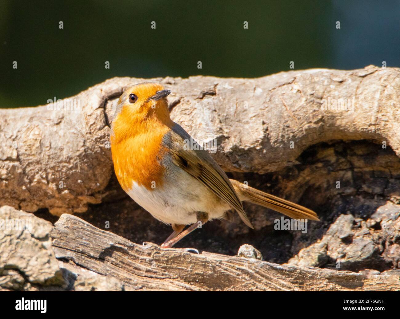 European Robin, Erithacus rubecula, arroccato su una filiale sopra un Bedfordshire Garden, Regno Unito, aprile 2021 Foto Stock