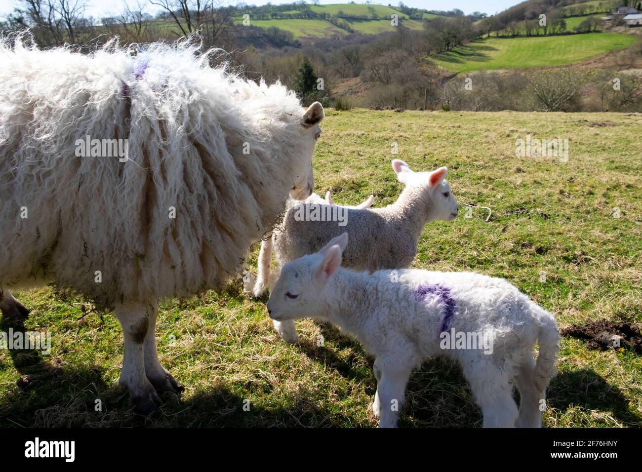 Pecora e agnelli del bambino che stanno in piedi in un campo dentro Sole di primavera in una fattoria nella campagna del Carmarthenshshire Galles UK Gran Bretagna KATHY DEWITT Foto Stock
