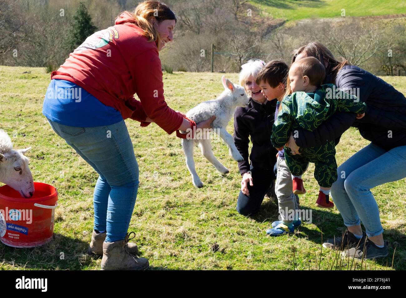 Donna contadina al tempo di lambing mostrando l'agnello al ragazzino E famiglia in fattoria gallese in primavera Carmarthenshire Galles UK Gran Bretagna KATHY DEWITT Foto Stock