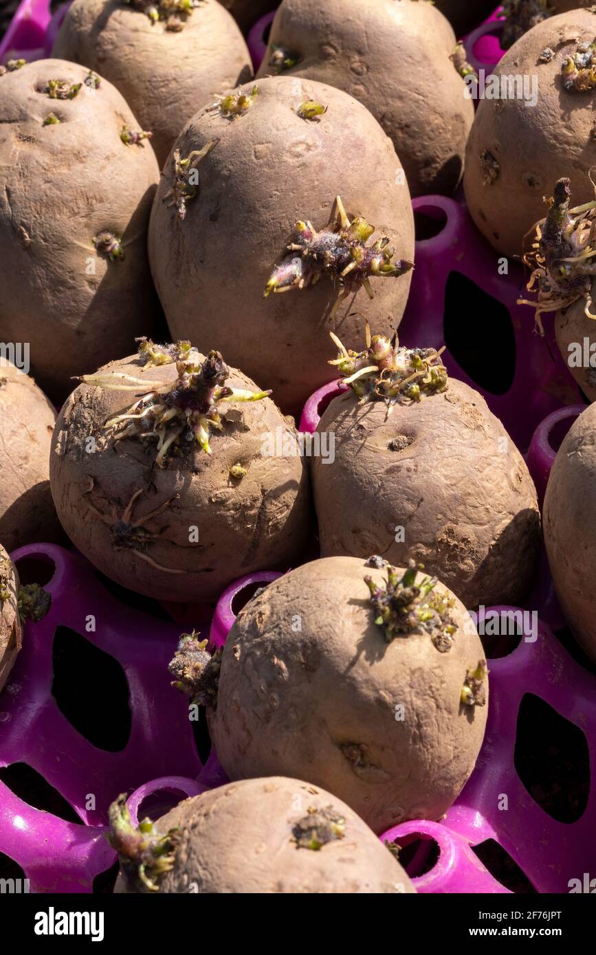Tuberi di patate da semina essendo stati sbordati in un vassoio di plastica  rosa pronto per