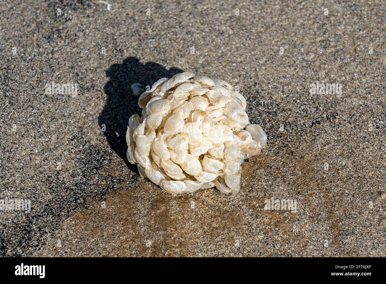 Le nubi di uova di whelk (undatum di Buccinum) hanno lavato su una spiaggia sabbiosa nel Galles del Sud Regno Unito che sono comunemente conosciute come sapone di pescatore o palle di lavaggio del mare, to Foto Stock