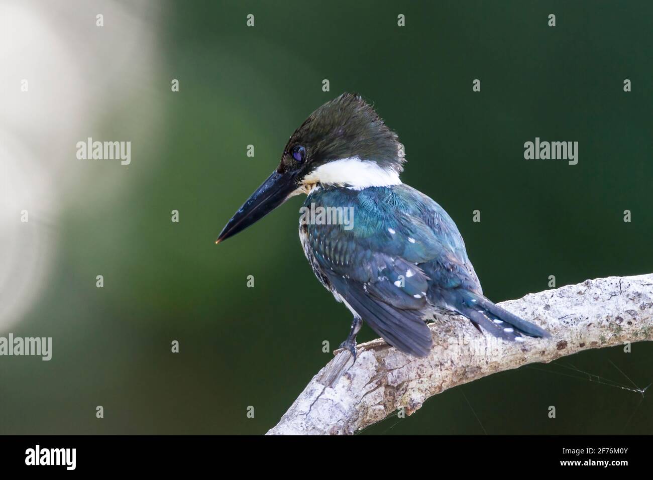 Martin pescatore verde, Chloroceryle americana, uccello singolo arroccato sul ramo, Sarapiqui, Costa Rica Foto Stock