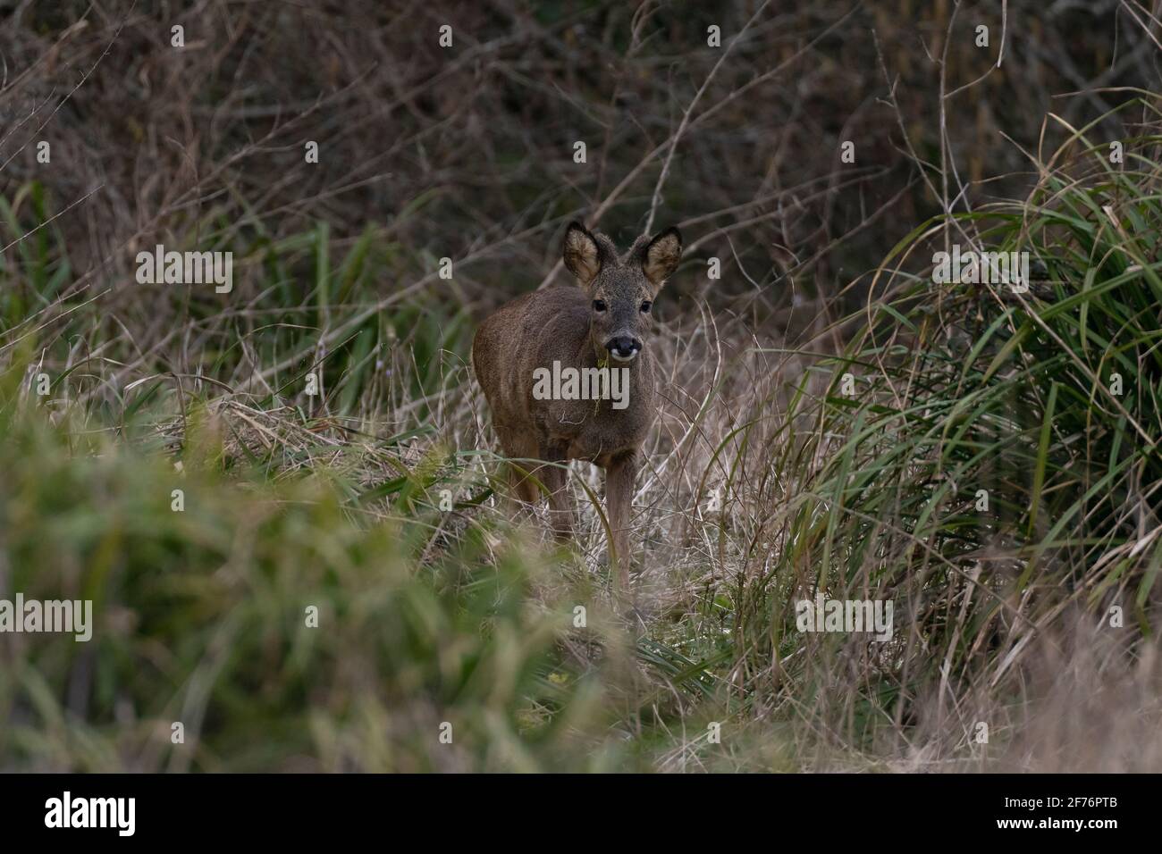 Maschio Roe Deer (Roebuck)-Capreolus capreolus Foto Stock