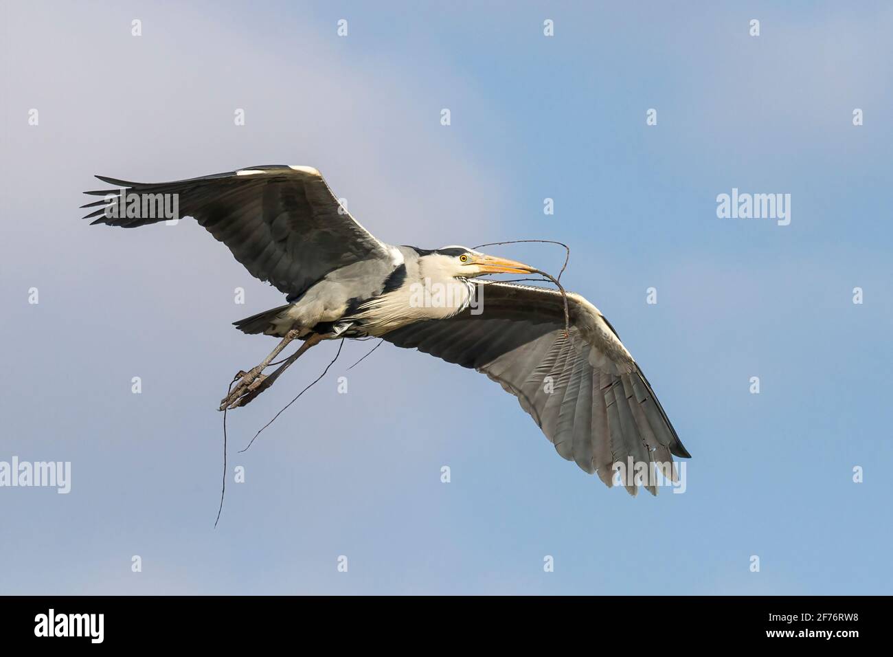 Grey Heron, Ardea cinerea, singolo adulto che vola con nidificazione materiale nel suo becco, Norfolk, Inghilterra, Regno Unito Foto Stock