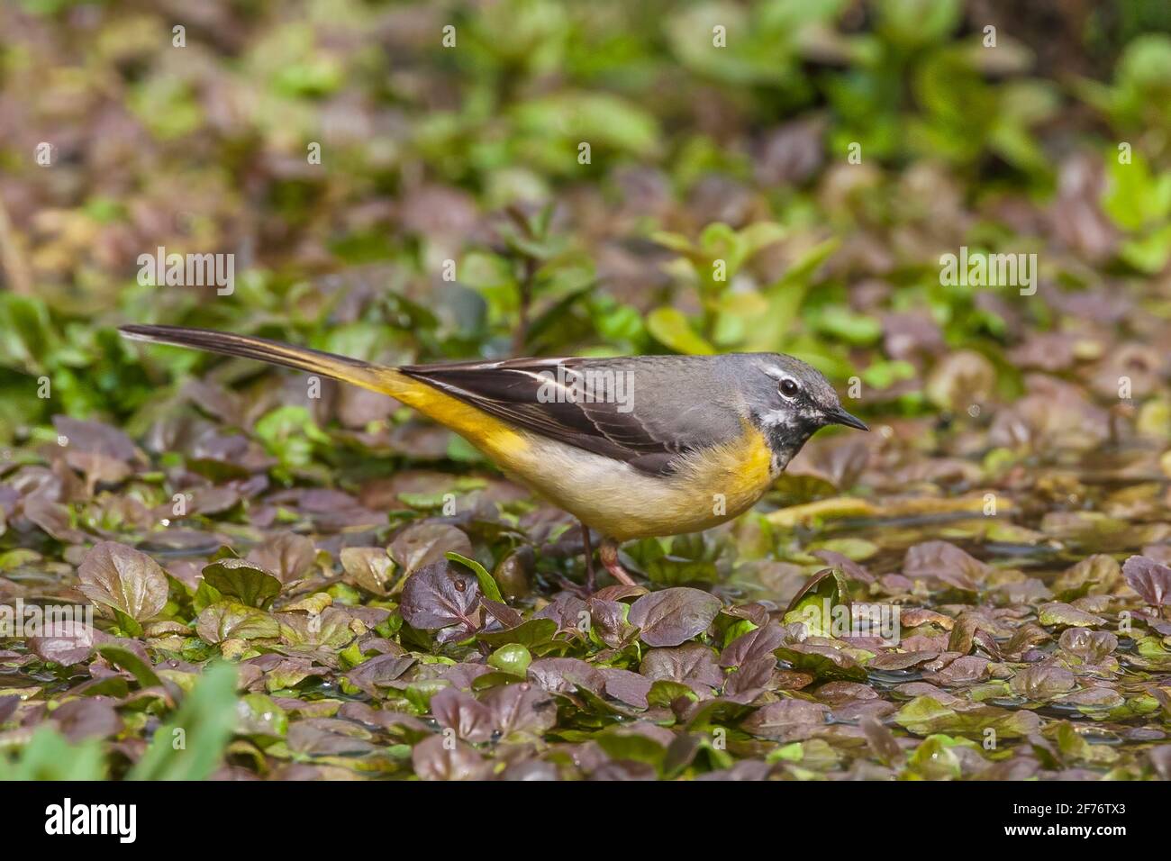 Gray wagtail, Motacilla cinerea, singolo adulto arroccato vicino alle acque del fiume, Regno Unito Foto Stock