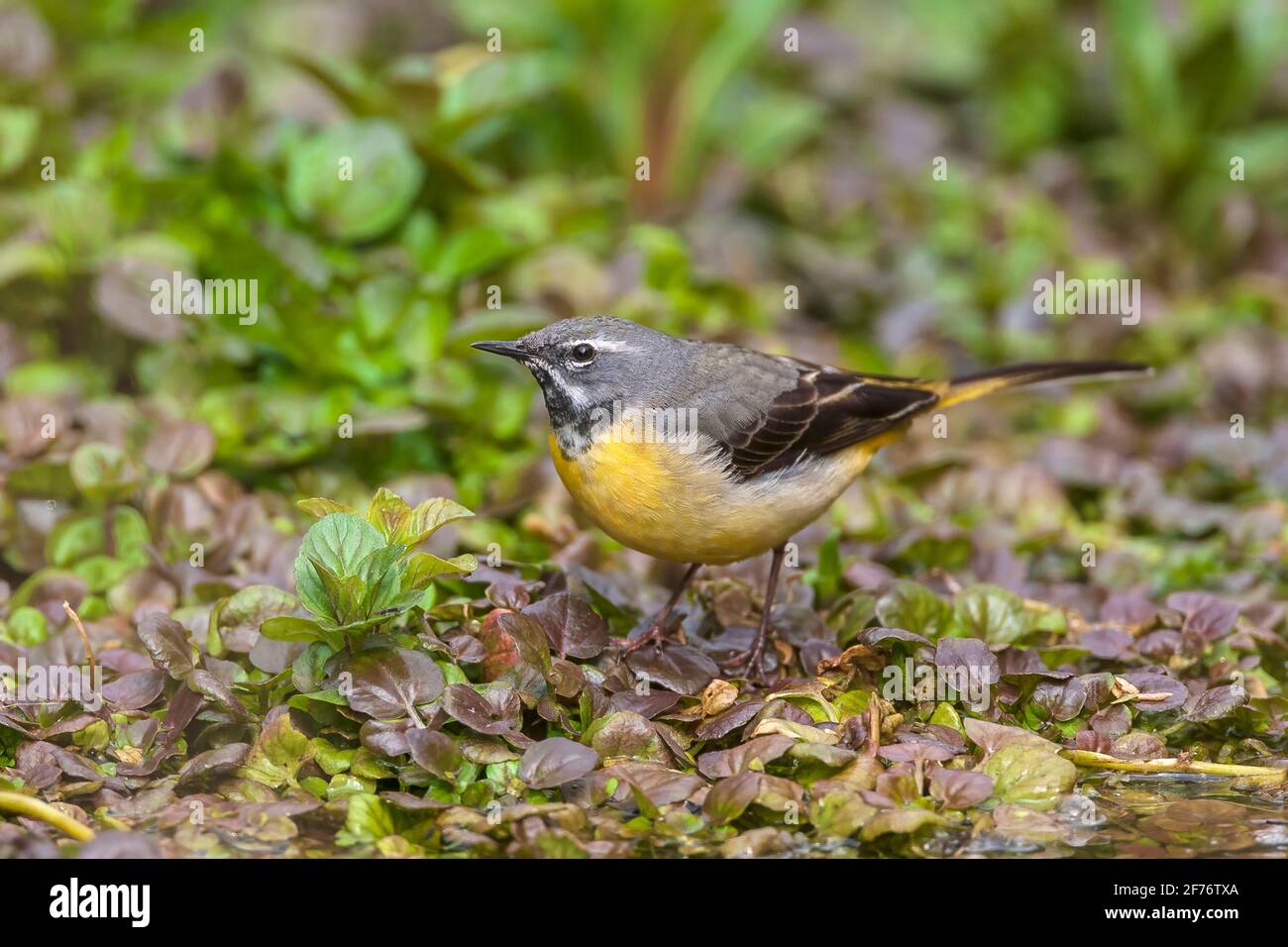 Gray wagtail, Motacilla cinerea, singolo adulto arroccato vicino alle acque del fiume, Regno Unito Foto Stock