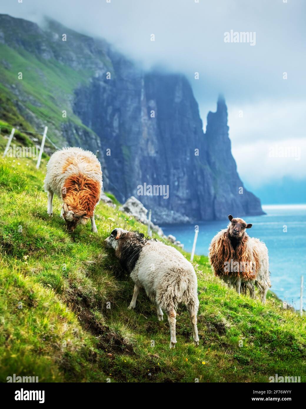Splendido paesaggio faroese con le famose scogliere di Witches Finger e le pecore dal punto panoramico di Trollkonufingur. Isola di Vagar, Isole Faroe, Danimarca. Foto Stock