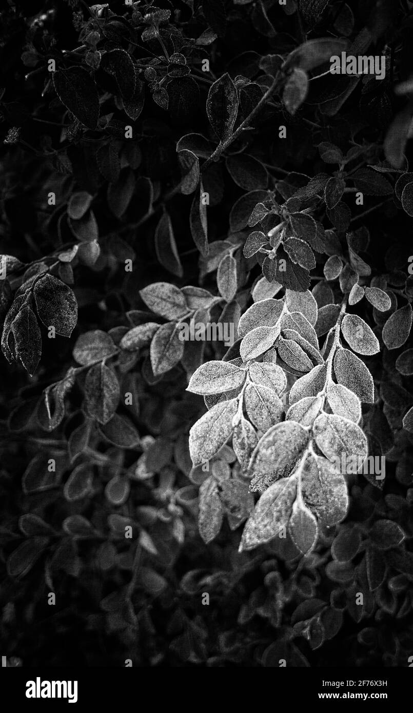 Primo piano in bianco e nero fotografia di foglie e steli ghiacciati di una pianta da giardino. Foto Stock
