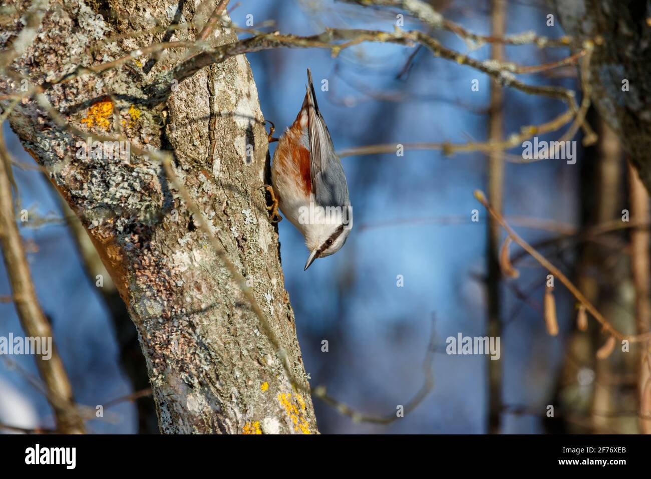 Nuthatch l'uccello "capovolto" Foto Stock