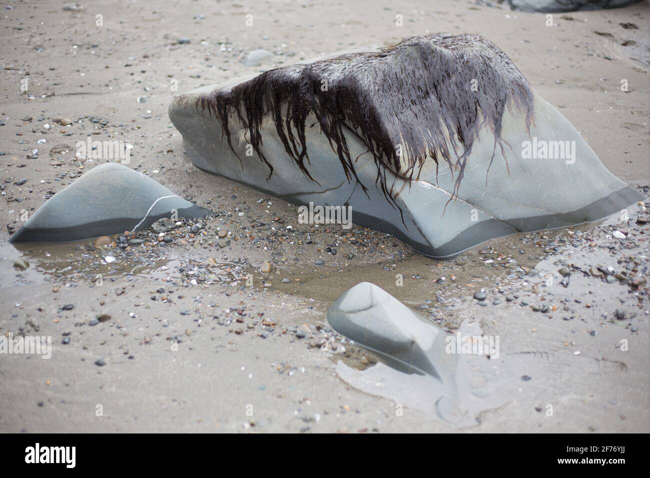 Alghe che coprono le cime delle rocce a Lone Ranch Beach a Brookings, Oregon. Foto Stock