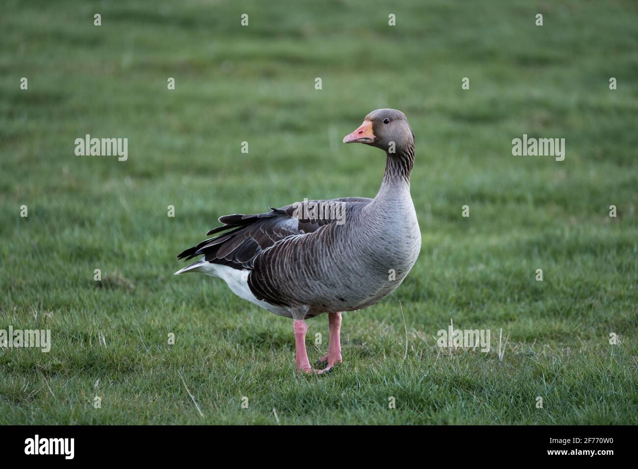Un Greylag Goose è migrato a nord per la primavera e IS Visto qui in un campo sulla costa rurale del Lincolnshire In primavera Foto Stock