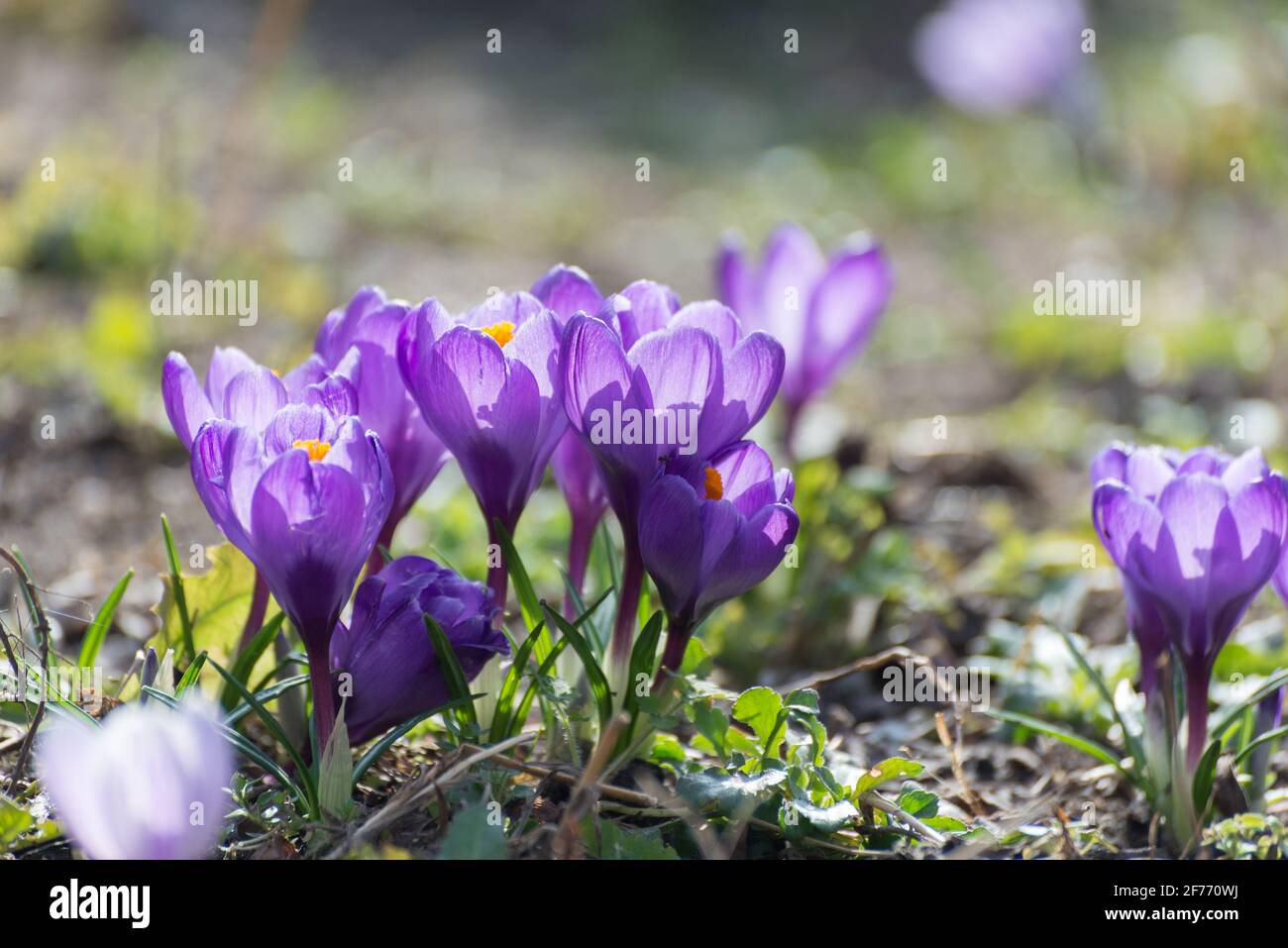I bei crocus primaveranno la prima cipolla. Gruppo di fiori viola in fiore, buono per il saluto cartolina stagionale. Foto Stock