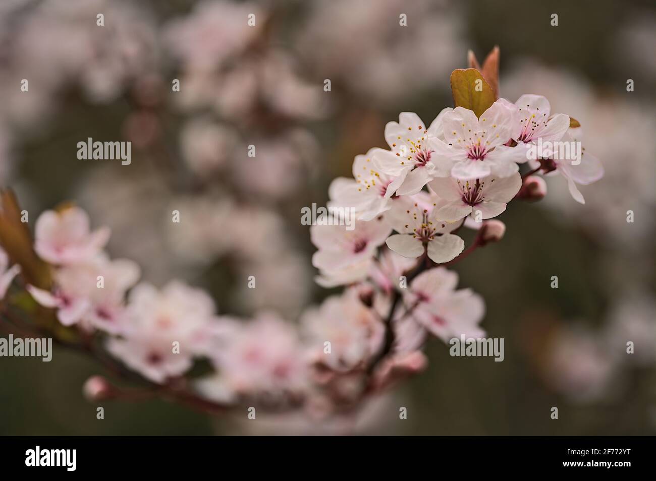 Bella vista blurry closeup della delicata primavera amarena prugna (Prunus cerasifera Nigra) fiorisce in colori rosa nel St Stephens Green Park, Dublino Foto Stock