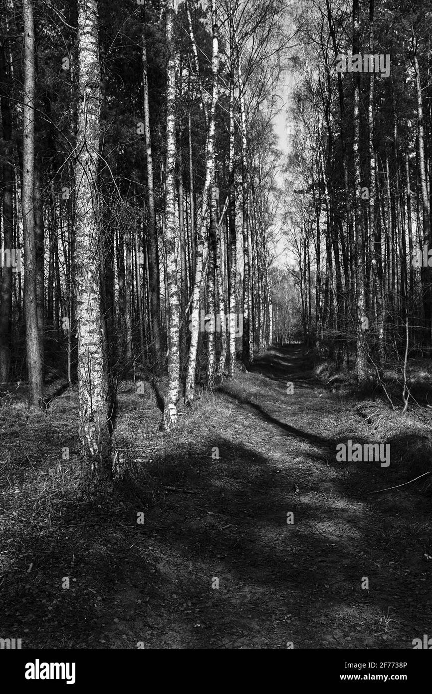Un percorso in eccesso in una foresta mista in Polonia, monocromatico Foto Stock