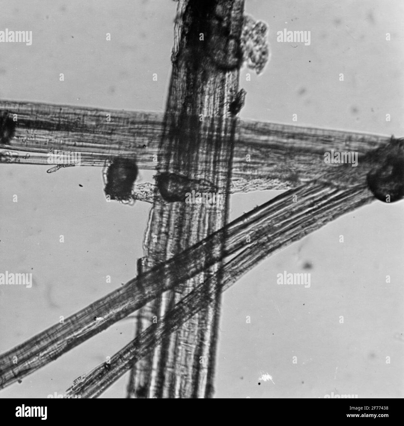 Immagine al microscopio del lino. Ingrandito 200 volte Foto stock - Alamy