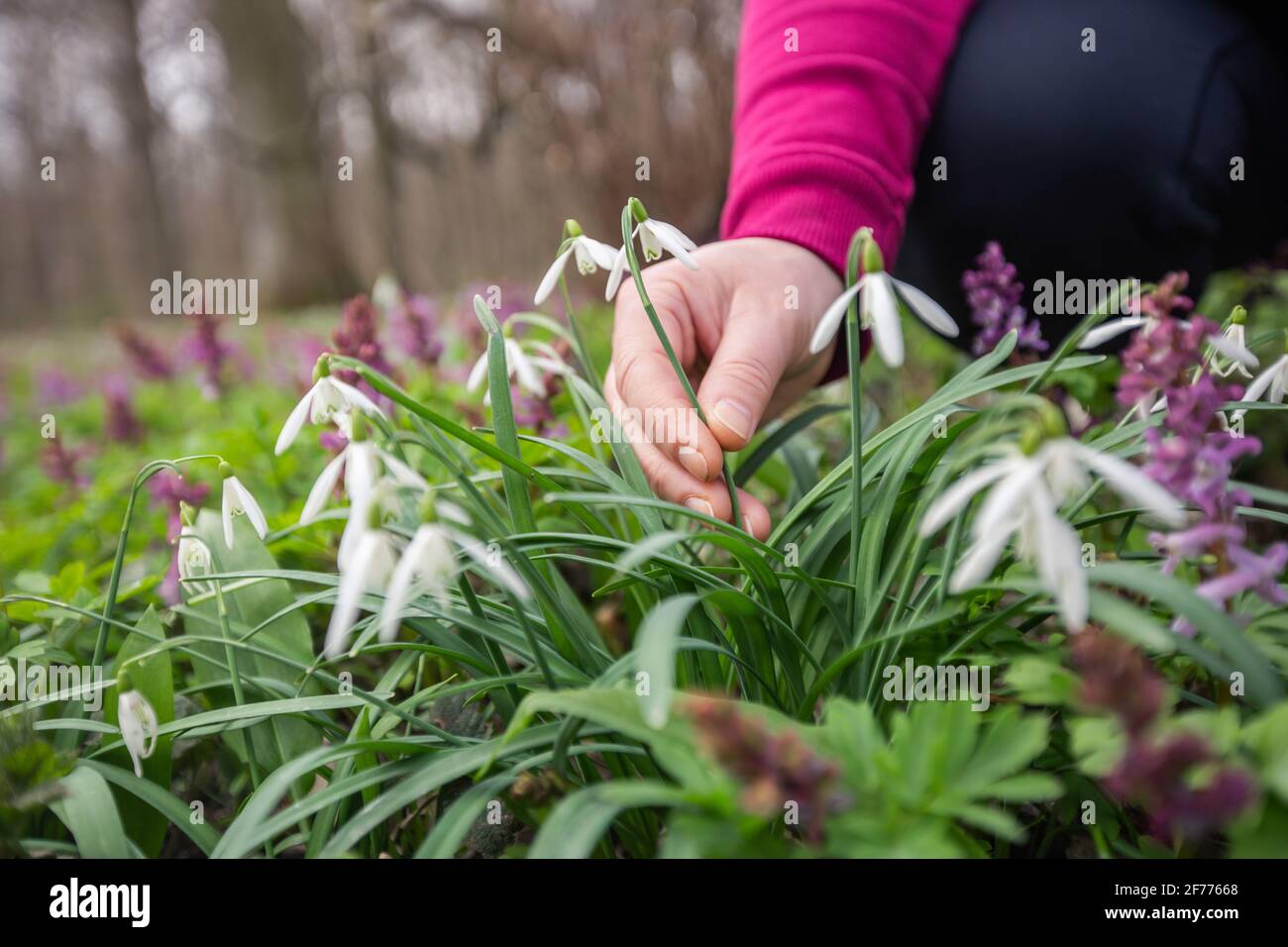 Donna mano raccogliere o raccogliere fiori molto rari nel parco nazionale o giardino botanico, concetto ambientale Foto Stock