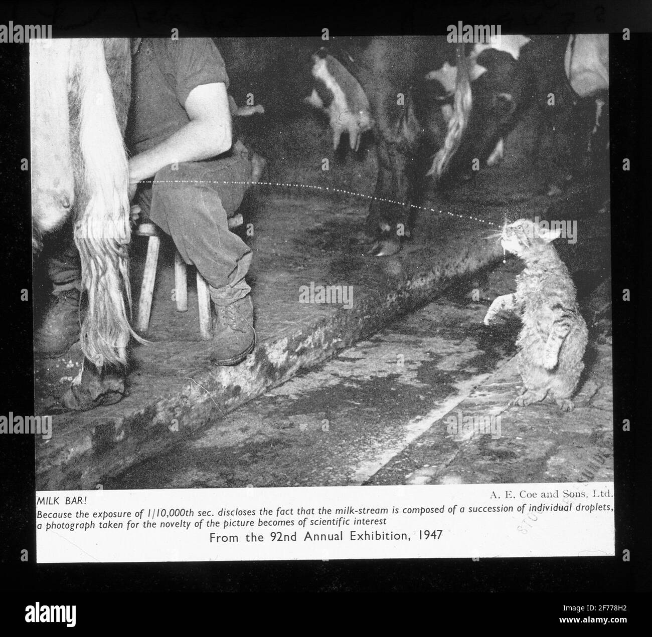 Immagine Skiopticon del Dipartimento di Fotografia del Royal Institute of Technology. Utilizzo da parte del professor Helmer Bäckström come materiale didattico. Bäckström è stato il primo professore svedese di fotografia al Royal Institute of Technology di Stoccolma 1948-1958.Blixt fotografia rapidamente spostare oggetti e processi rapidi. Accumulo di gocce singole nel fascio di latte. Per ulteriori informazioni, vedere: Bäckström, Helmer. Manuale fotografico. Altra edizione rivista. Natura e Cultura. Stoccolma. 1948. pag. 876. Foto Stock