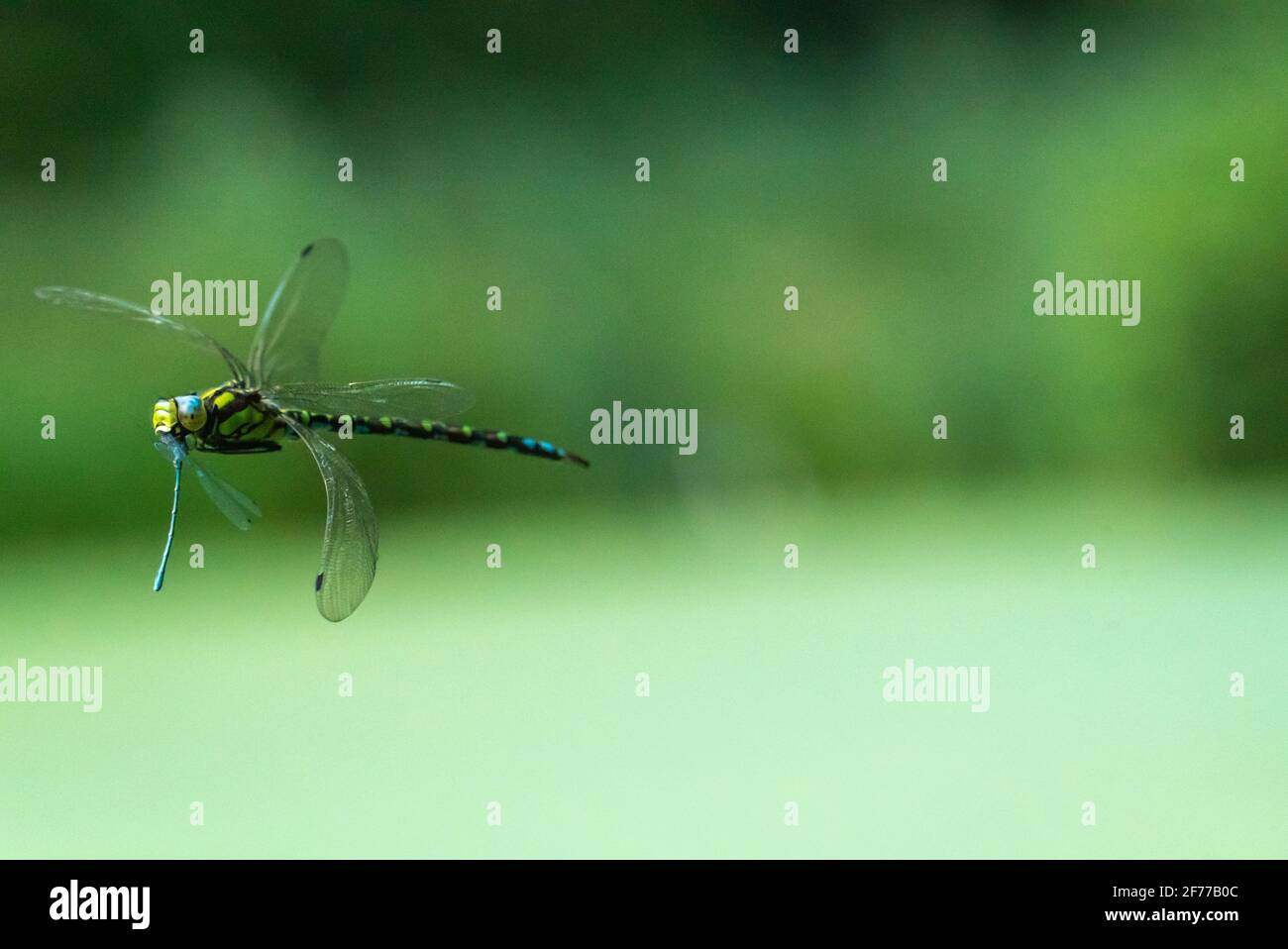 Southern Hawker mangiare comune Blue Damselfly in volo Foto Stock