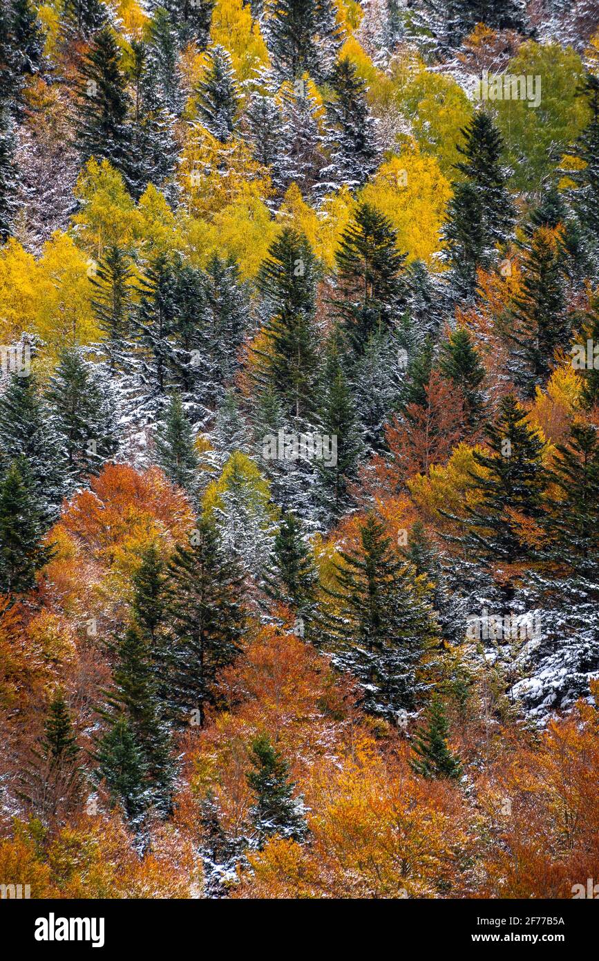 Autunno boschi misti e torrenti che discendono dalla valle Besiberri alla valle Barrabés (Valle Aran, Pirenei, Catalogna, Spagna) Foto Stock